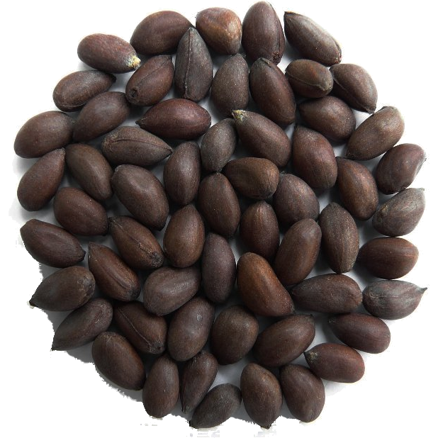 Cotton Seeds