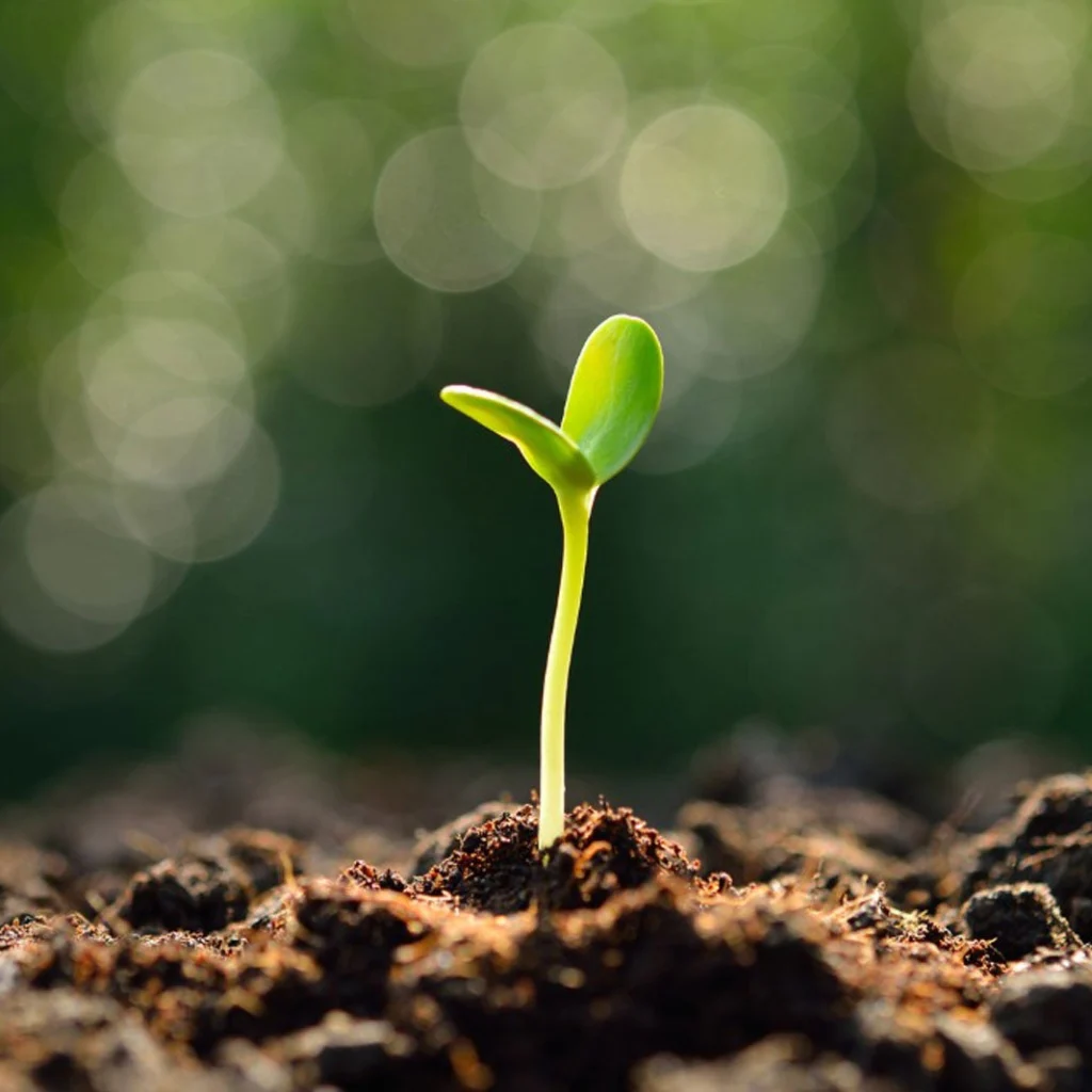 Sprounting Seed