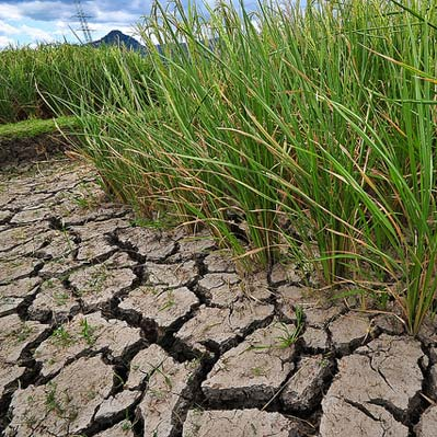 climate change ready drought tolerant crop